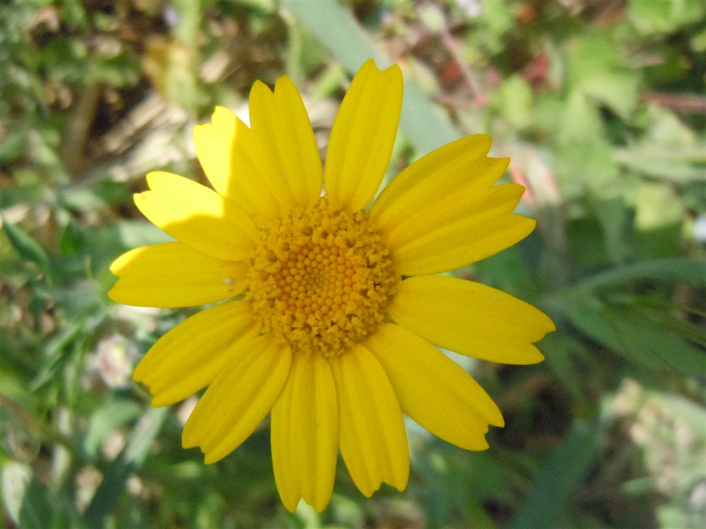 Glebionis segetum / Crisantemo campestre